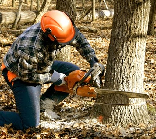 Tree Removal in Helena, NY
